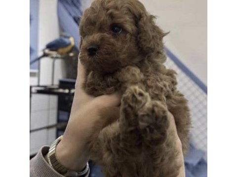 Toy poodle cinsi
