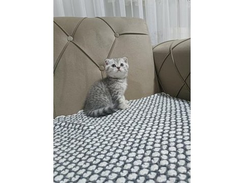 Scottish fold silver biblo surat