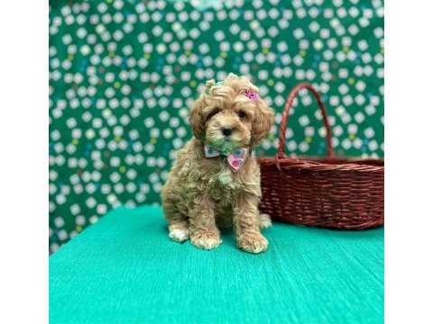 Mini tüy dökmez maltipoo yavrular 