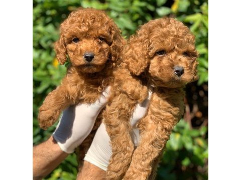 Red toy poodle yavru