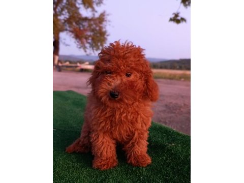 Toy poodle 3 aylık