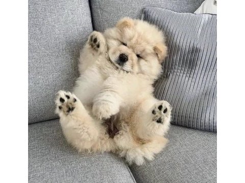 Çin aslanı chow chow yavrularımız