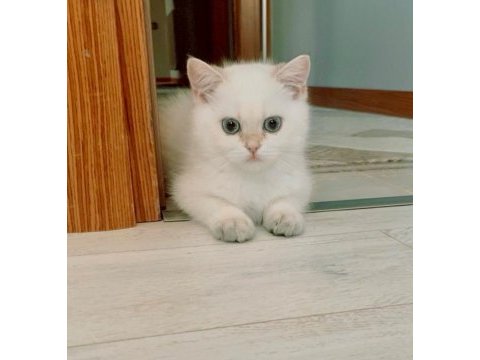 Safkan şecereli british shorthair erkek