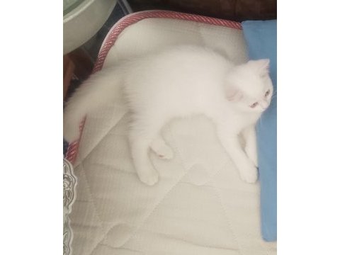 Dişi british longhair beyaz kedimiz