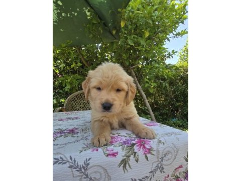 Baby face golden retriever bebeklerimi