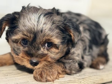 Çok özel tea cup morkie yavrular ziyarete açık