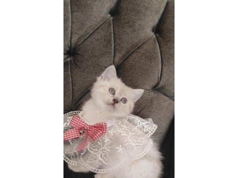 Sevecen bir british shorthair kız