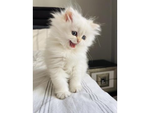 British longhair safkan