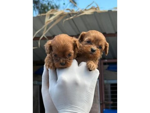 Ev doğumlu maltipoo yavrular