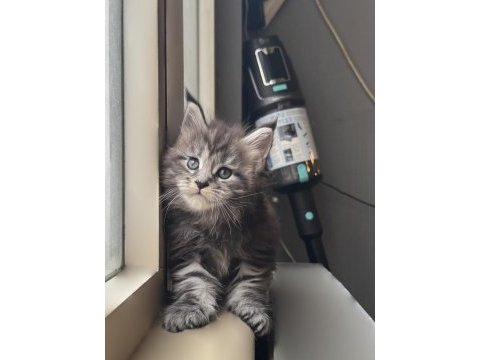 Saf kan şecereli maine coon yavruları