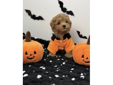 Kore suratlı maltipoo yavrular
