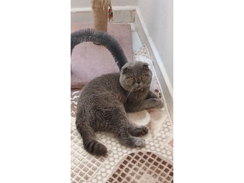 Scottish fold yavru kedimiz