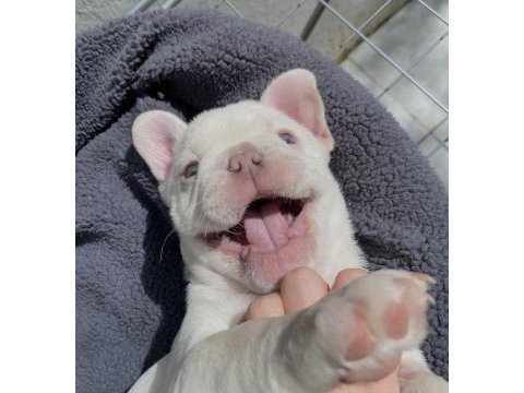 A kalite french bulldog yavrularımız teslime hazır