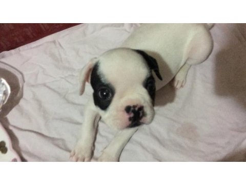 Akıllı french bulldog oyun köpeği