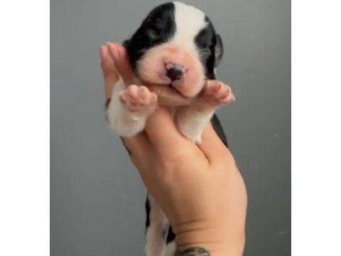 Safkan border collie yavrular