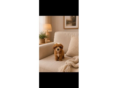 Maltipoo canlarım ev üretimi