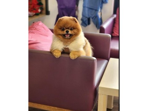Ayı surat yetişkin erkek pomeranian