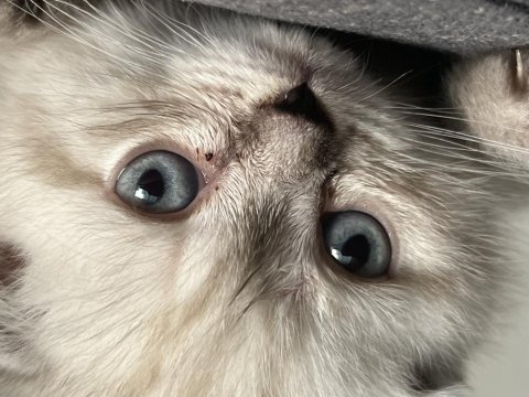 3 aylık scottish fold