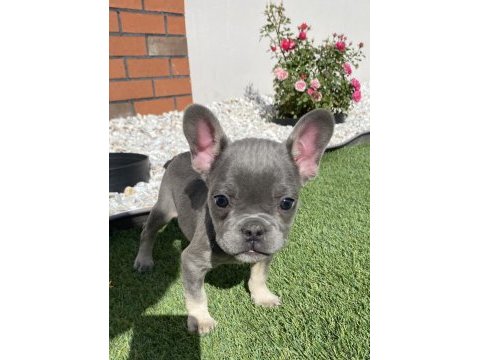 Fransız bulldog lilak tan ve blue yavrular