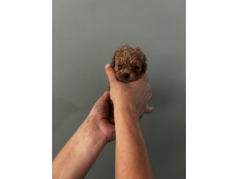 Toy poodle ırk garantili dişi erkek