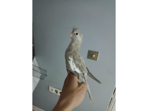 Yavru sultan papağanımız