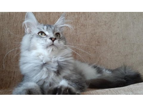 Mini coon yavru kedimiz