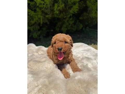 Safkan poodle sağlıklı garantili yavrular