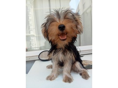 Acil verilecek yorkshire terrier yer sıkıntısından dolayı