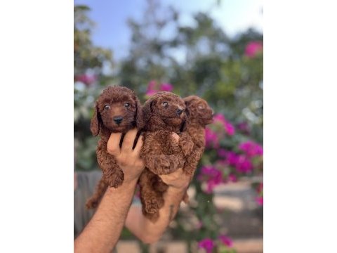Irk ve sağlık garanti belgeli toy poodle yavruları