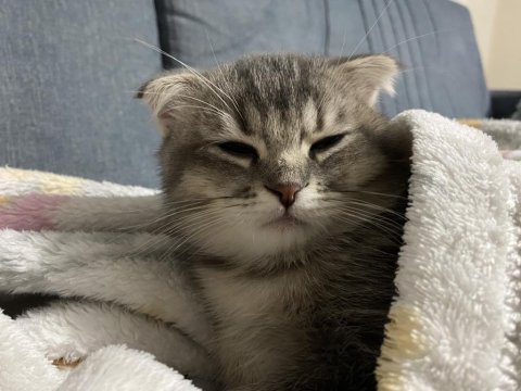 İki tane erkek yavru scottish fold