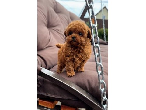 Toy poodle yavrularımız
