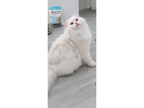 British longhair kedisi