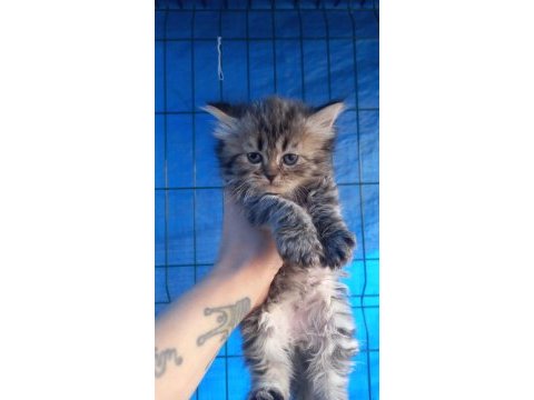 British longhair