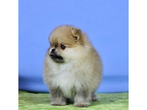 Pomeranian yavruları antalya