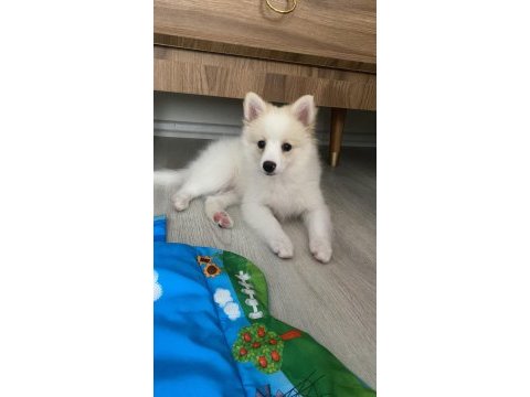 4 aylık spitz yavru