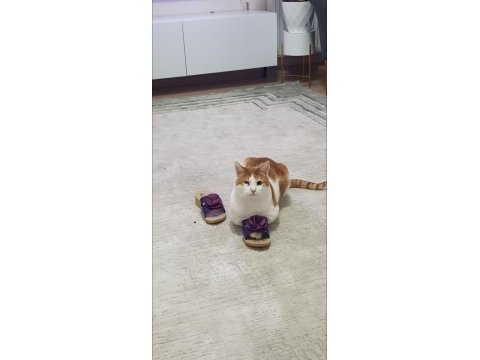 Sarman kedimiz