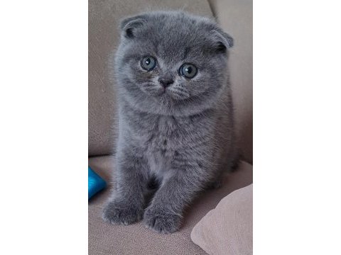 Scottish fold yavrular sahibinden