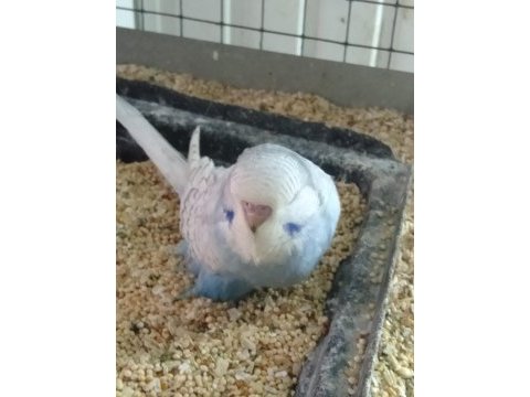 Konusturmalik vasıflı show jumbo yavrular ve anaclar