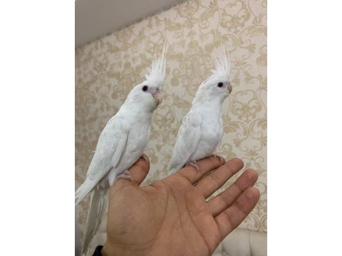 Full evcil 60 günlük albino kırmızı göz sultan yavrular