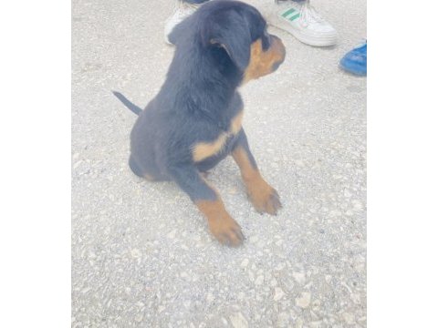 Rottweiler
