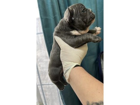 Blue french bulldog bebekler