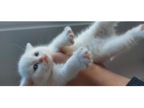 British shorthair beyaz yavru