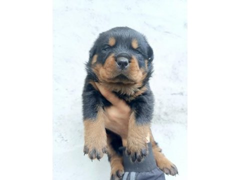Rottweiler köpeği yavru