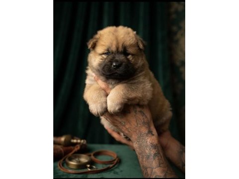 Chow chow köpeğimiz