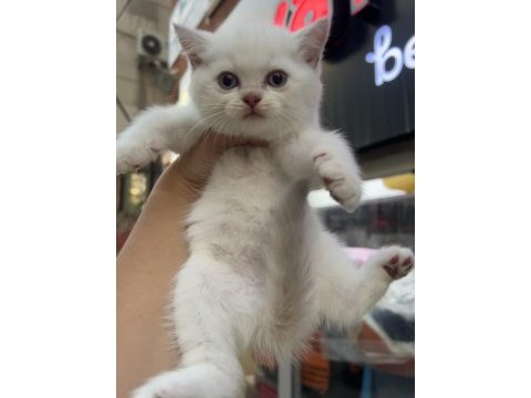 British shorthair golden point dişi erkek kardeşler