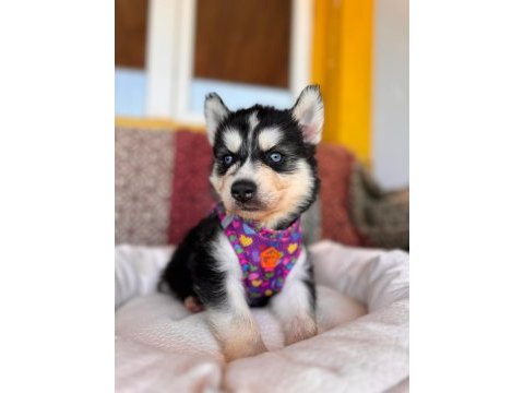 Mükemmel gözleriyle husky sibirya kurdu yavrularımız