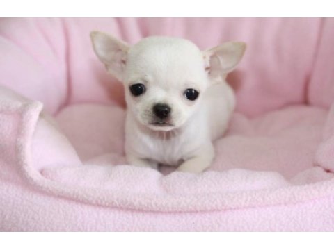 Elma kafa teacup chihuahua yavrularımız