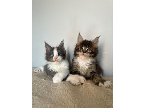 Sağlık ve ırk garantili minik maine coon devler
