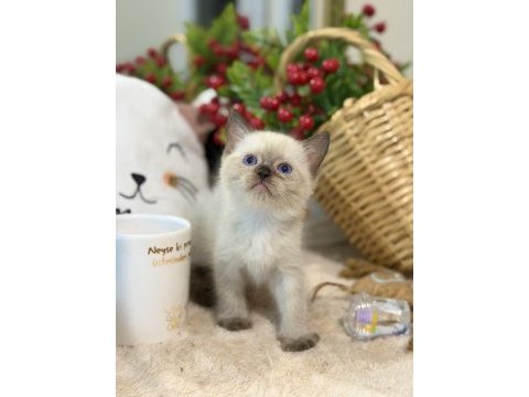Çikolata point british shorthair