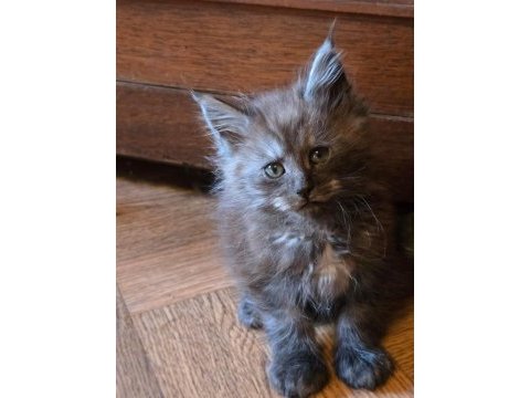 Maine coon pet scrlı ns erkek